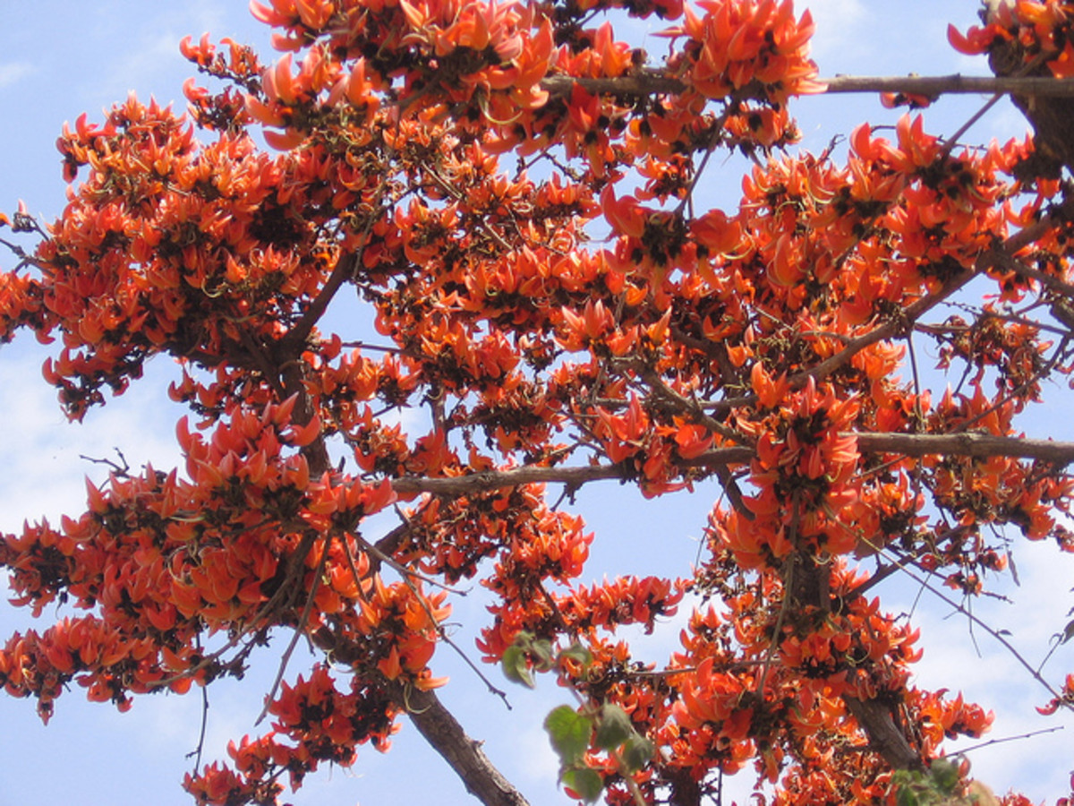 Flame Of the Forest Butea monosperma Palash Tree Some Uses And