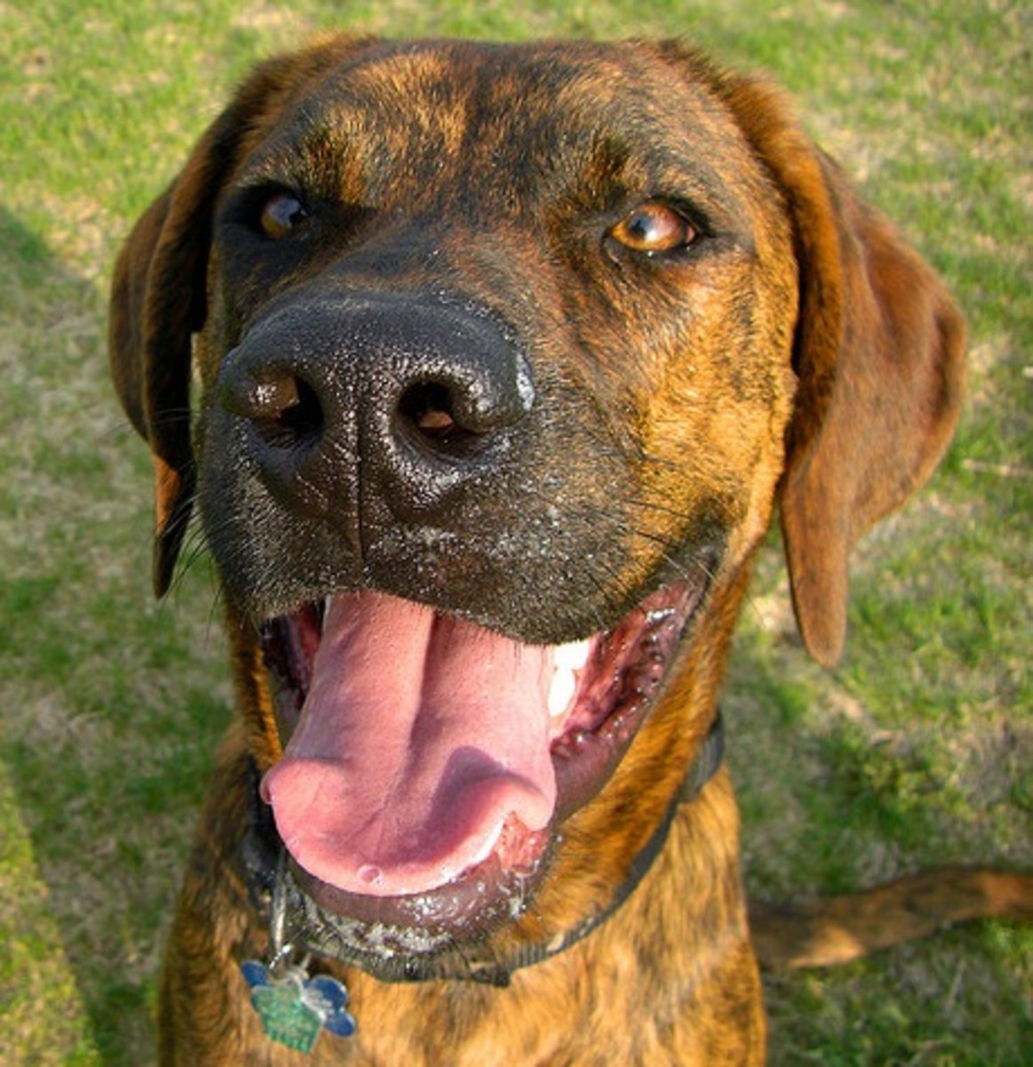 Five Rare American Dog Breeds PetHelpful