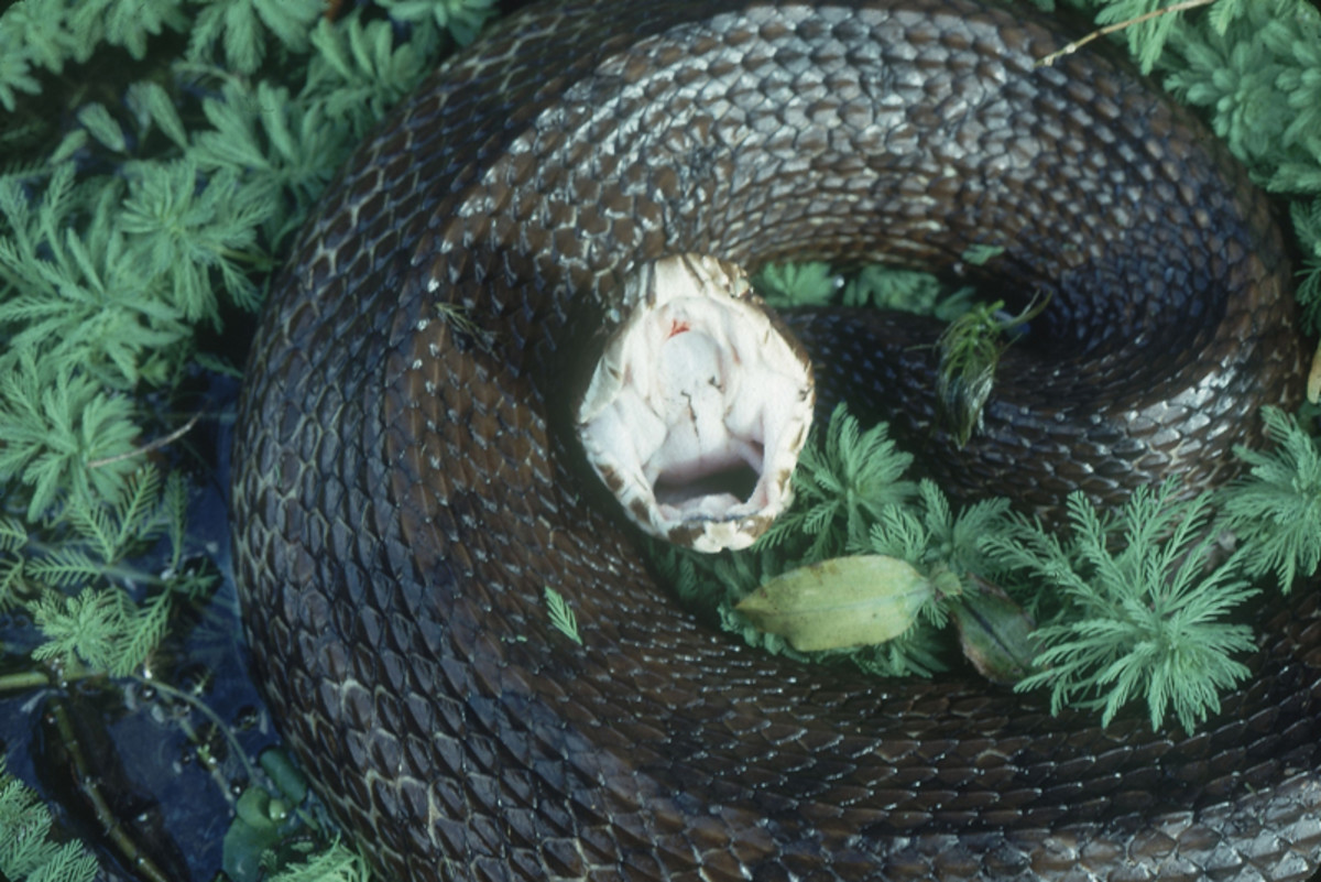 Cottonmouth Snake FactsFacts about the Agkistrodon Piscivorus hubpages