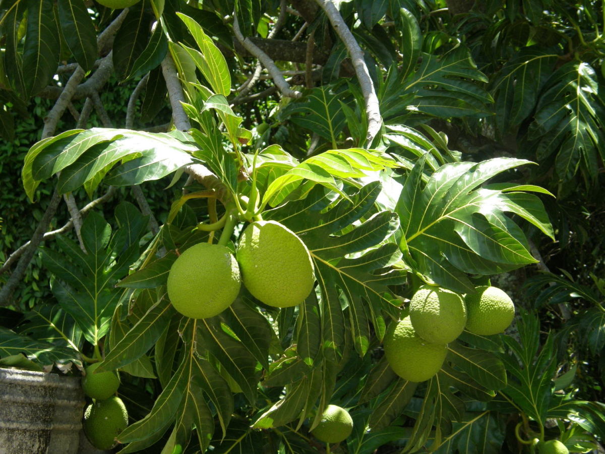 Breadfruit Tree HubPages