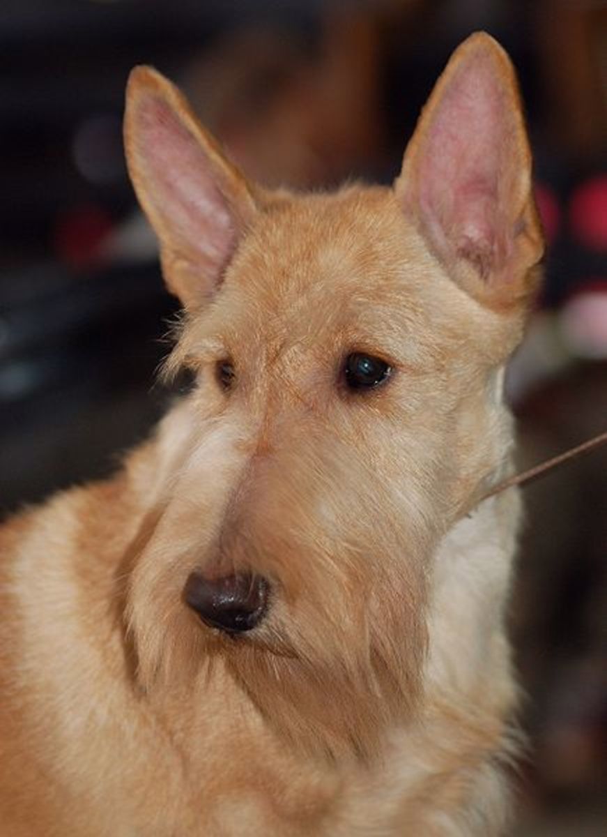 Scottish Dog Breeds HubPages