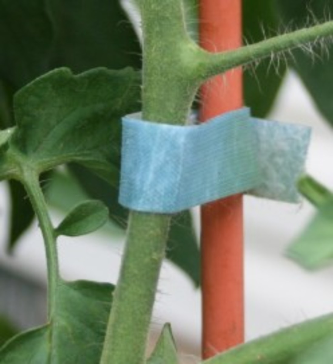 Velcro Plant Ties HubPages