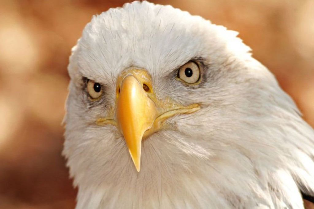 5 Positive Leadership Traits People Can Learn From Eagles PairedLife