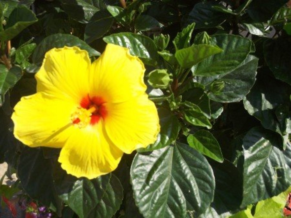 Seasonal Cover Photos for Facebook Spring and Summer Edition HubPages