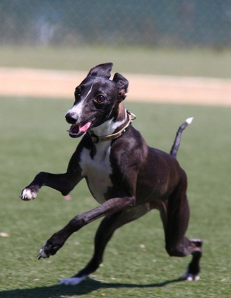 5 Best Small Miniature Dog Breeds PetHelpful