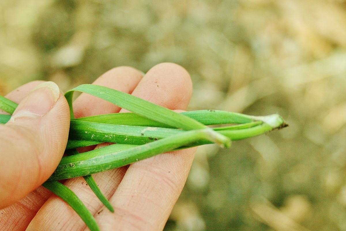 Dividing Chives