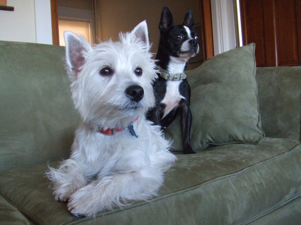 5 Best Small Watchdog Breeds PetHelpful