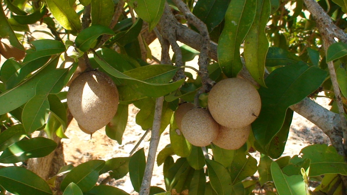 The Health Benefits of Chikoo (Chickoo) or Sapodilla Fruit CalorieBee
