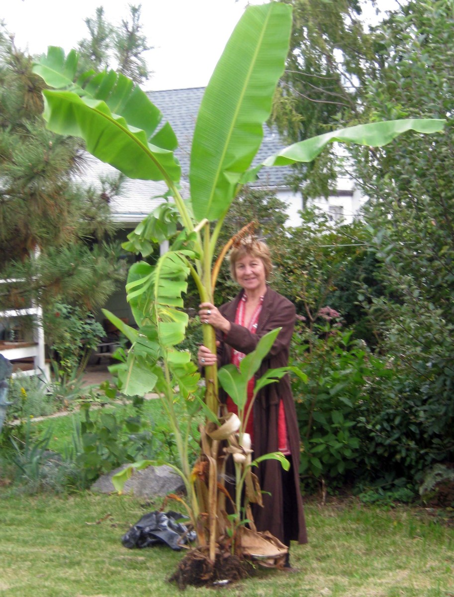 How to Grow Banana Plants in Cool Climates Dengarden
