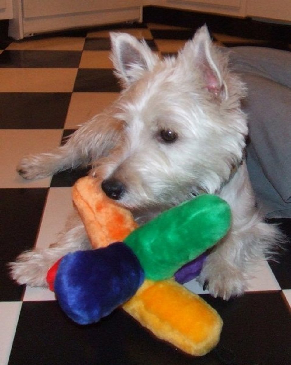 6 Hypoallergenic Dog Breeds That Are Great With Kids PetHelpful