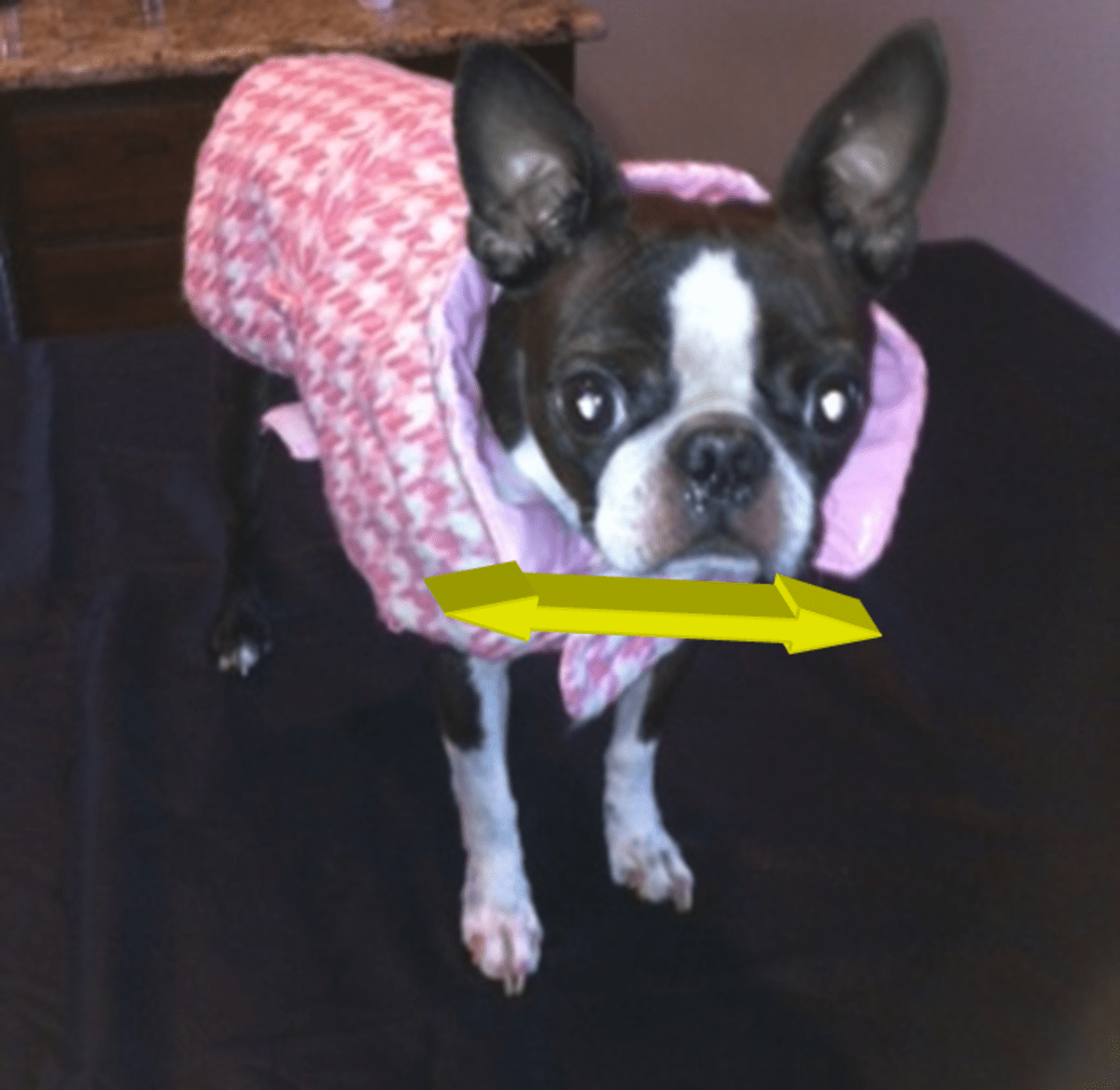 How to Fit a Boston Terrier for Clothing PetHelpful