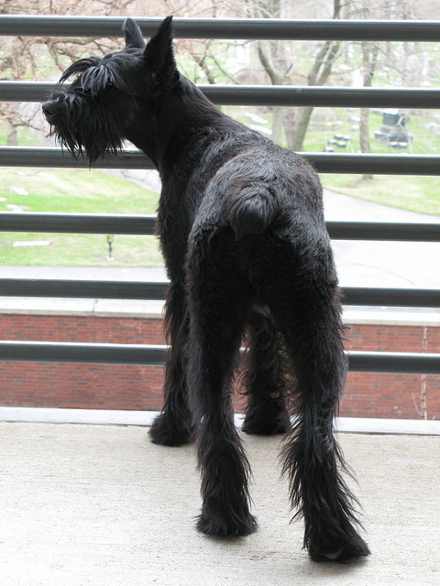 Five Best Personal Protection Dog Breeds PetHelpful