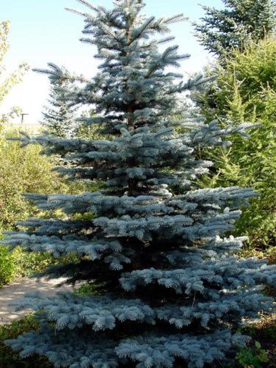 How to Grow Austrian Pine (Pinus nigra) Dengarden