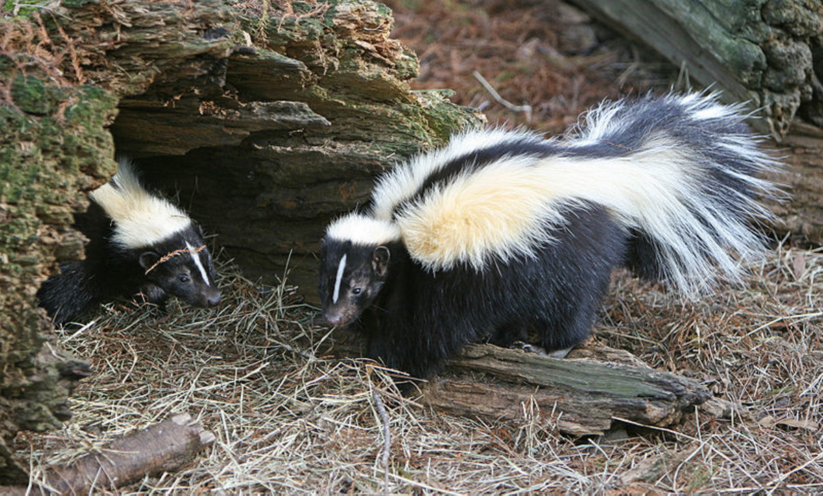 How to Get Rid of Skunk Odor Dengarden