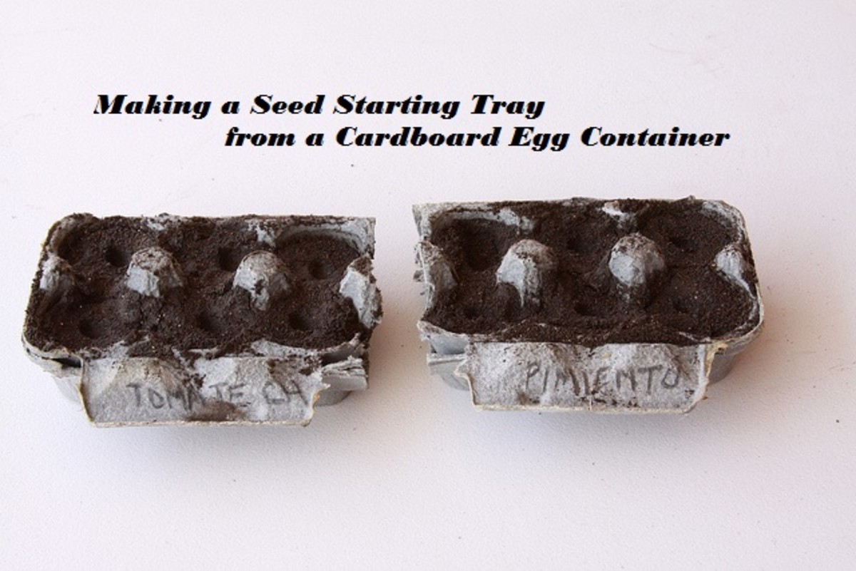 How to Use a Cardboard Egg Container to Make a Seed Starting Tray Dengarden