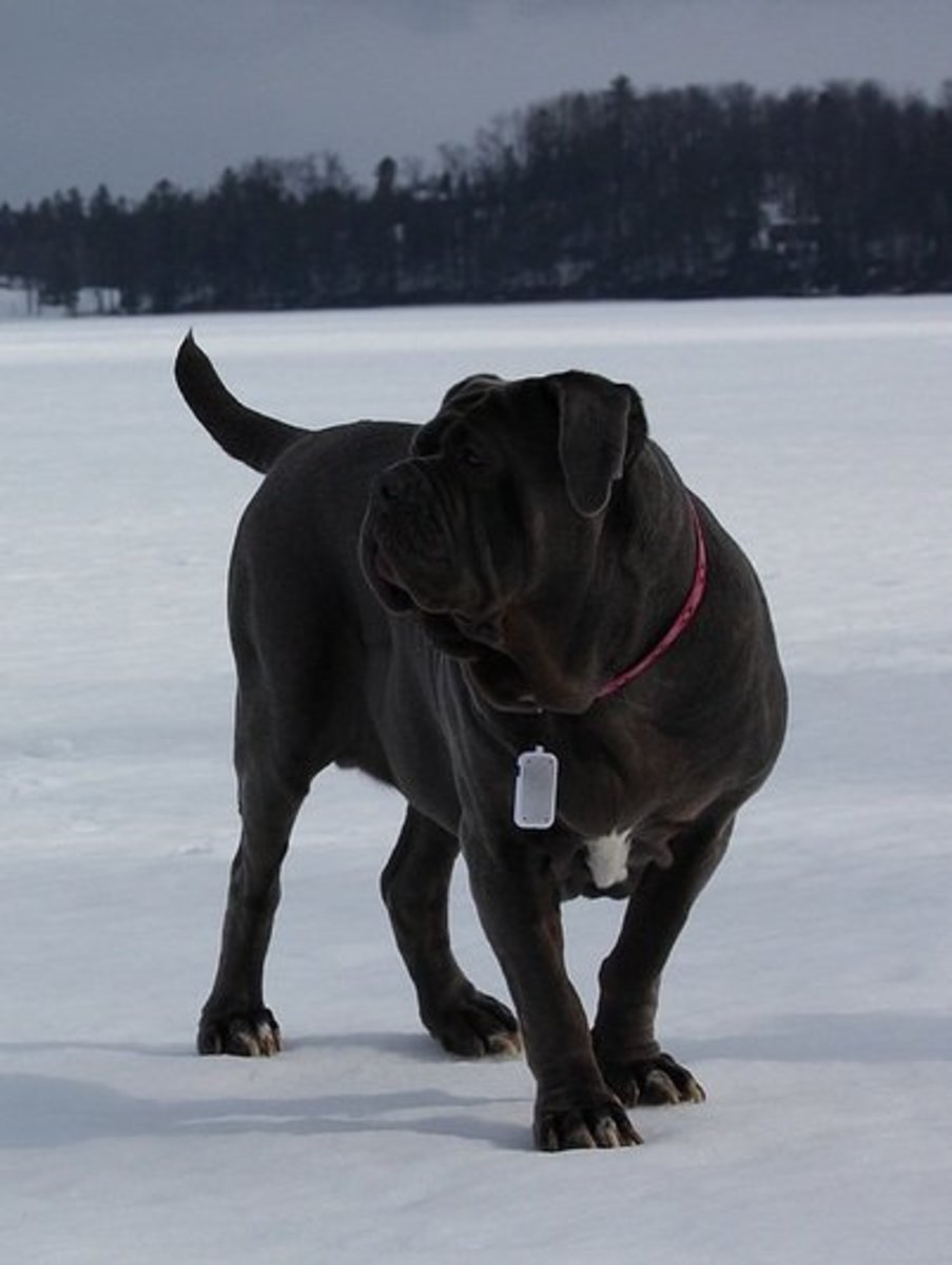 Five Best Family Guard Dog Breeds PetHelpful