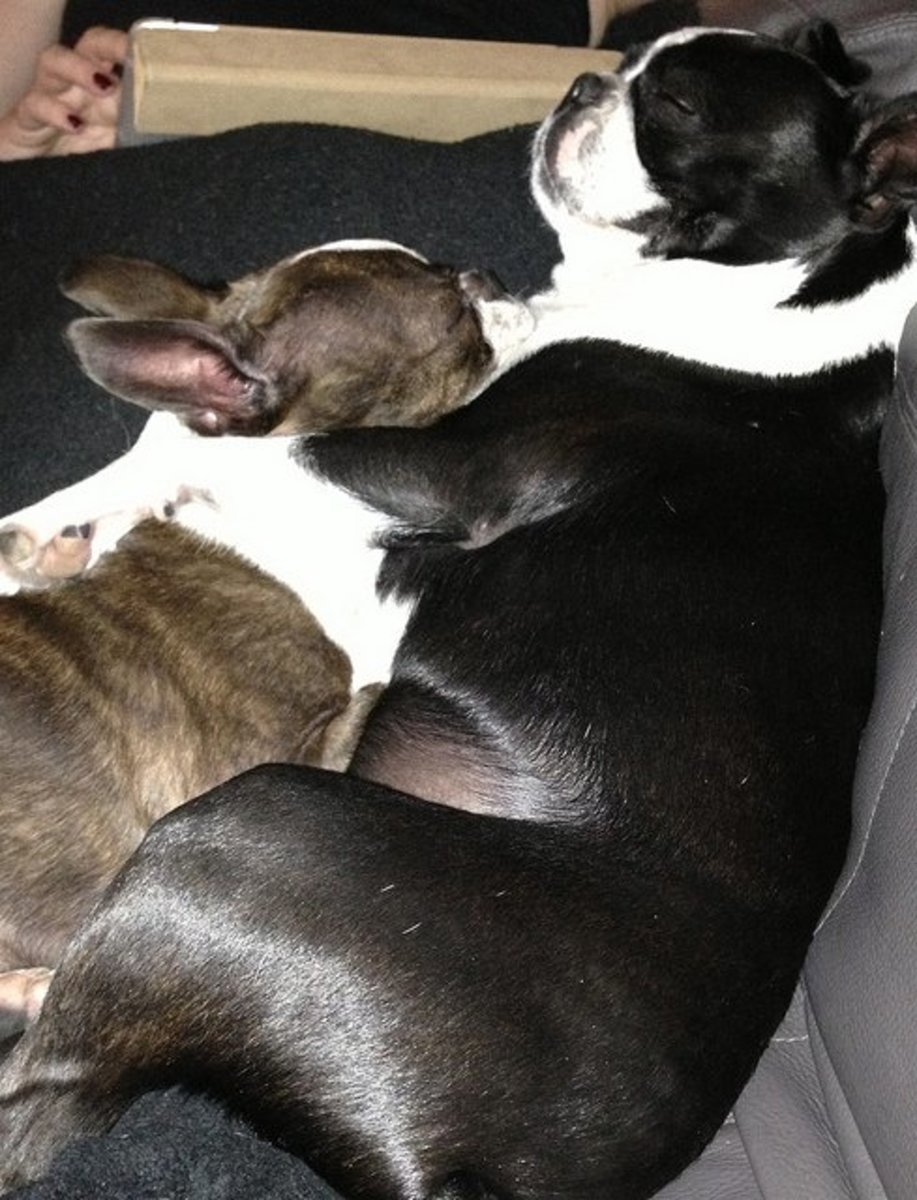 5 Small Dog Breeds That Don't Bark (a Lot!) PetHelpful