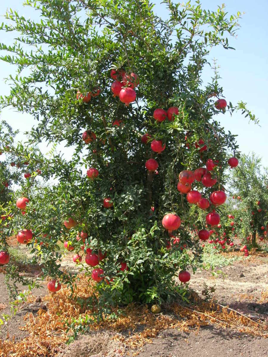 Wonderful Pomegranate Trees for Sale Which 3 Pomegranates Trees are