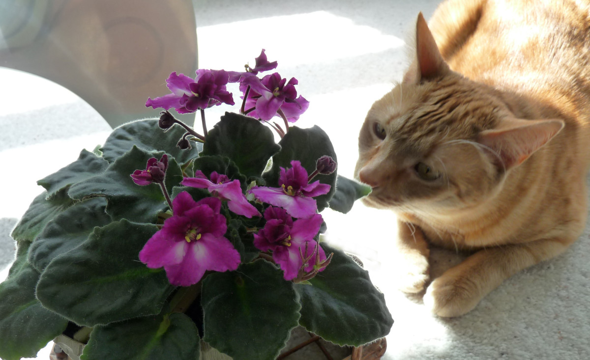How to Choose CatFriendly Plants PetHelpful