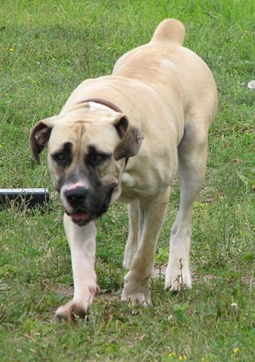 Five Best Dog Breeds From Africa PetHelpful