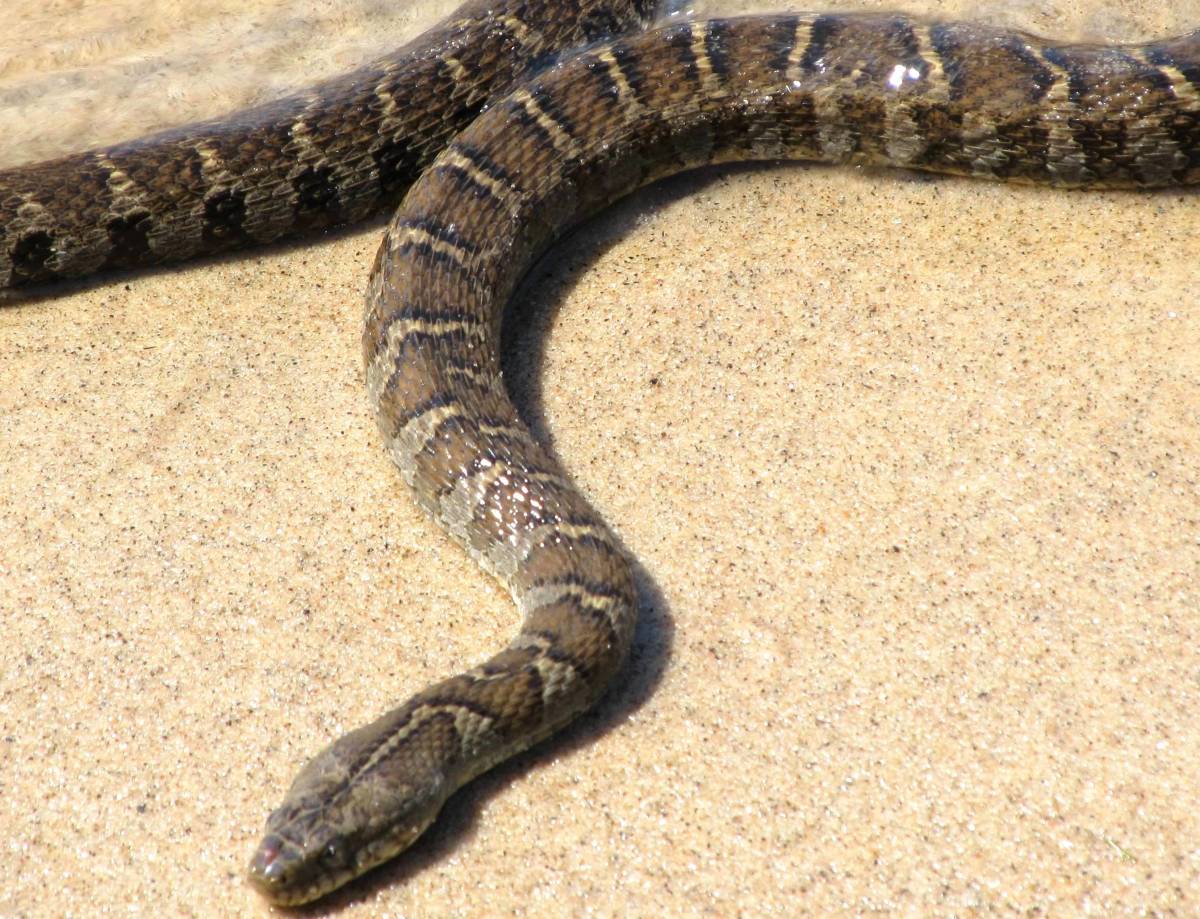 Cow Snake Indiana All About Cow Photos