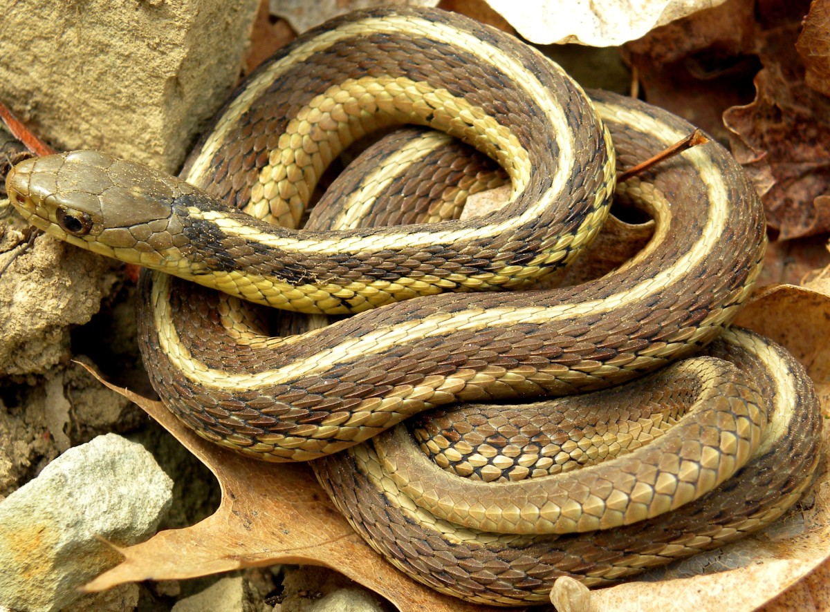Cow Snakes In Indiana All About Cow Photos