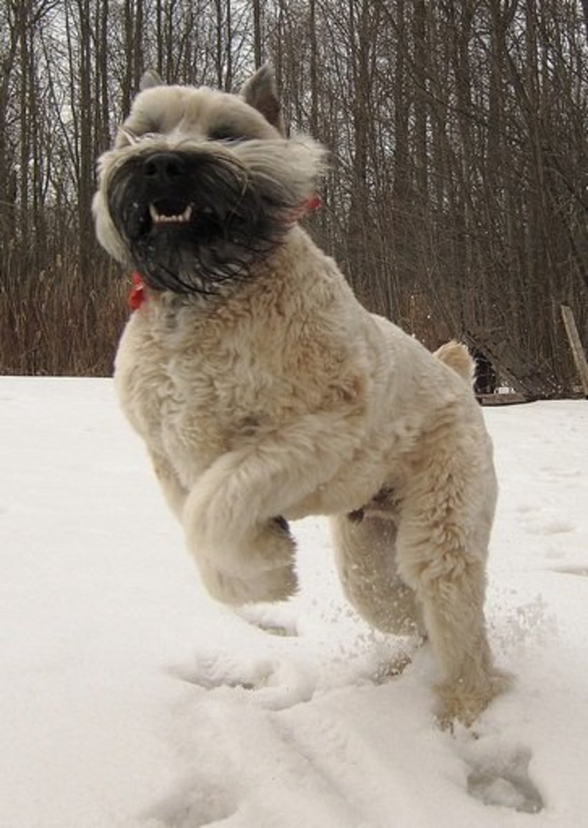 Five Best Family Guard Dog Breeds PetHelpful