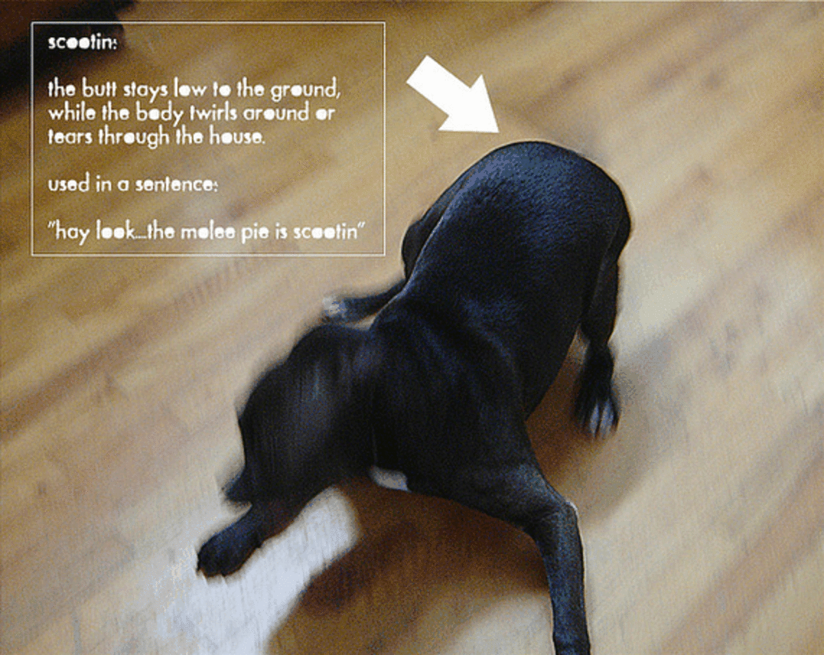 What Causes Dog Scooting on the Floor?