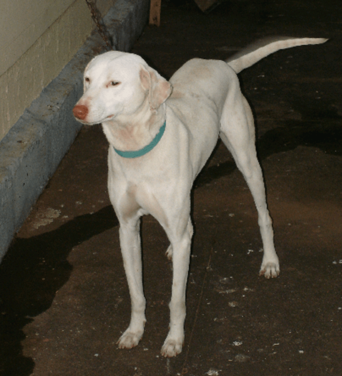 Best Dog Breeds From India PetHelpful