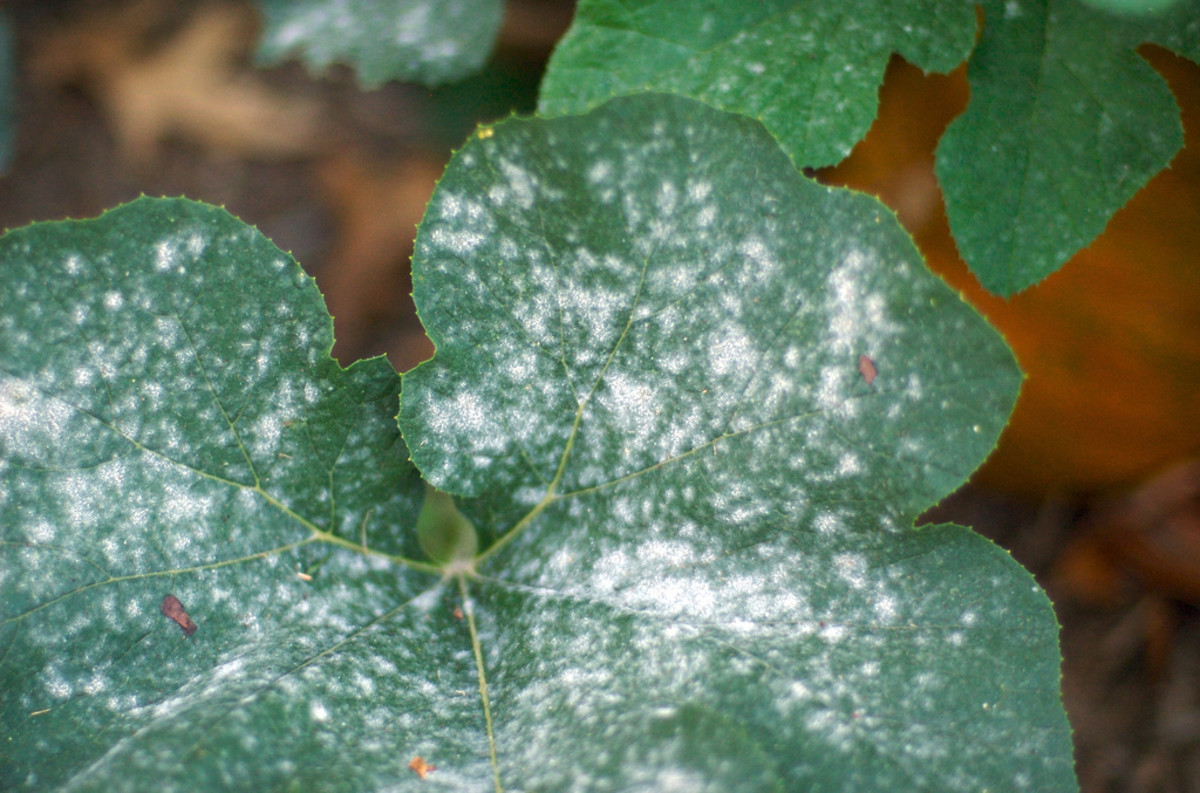 Organic Ways to Kill and Prevent White Powdery Mildew Dengarden