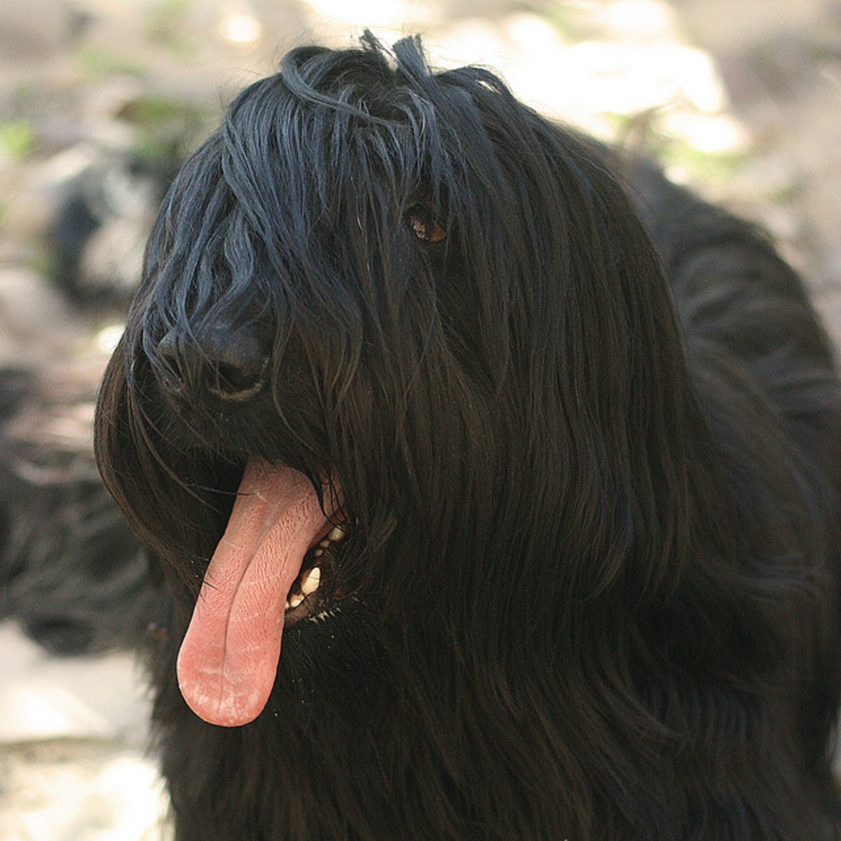 The Five Best Shepherd Dog Breeds for Protection PetHelpful