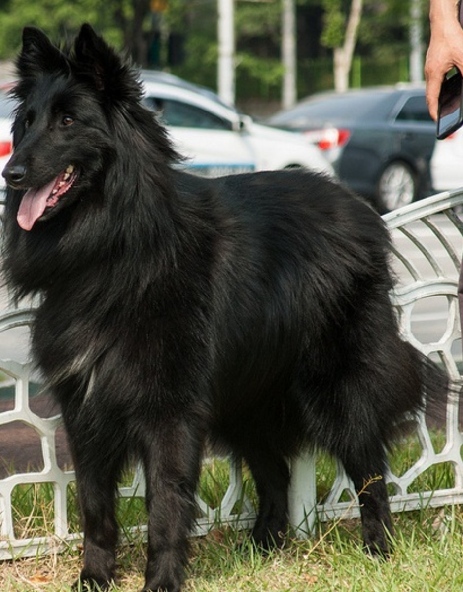 Five Best Shepherd Dog Breeds for Protection PetHelpful