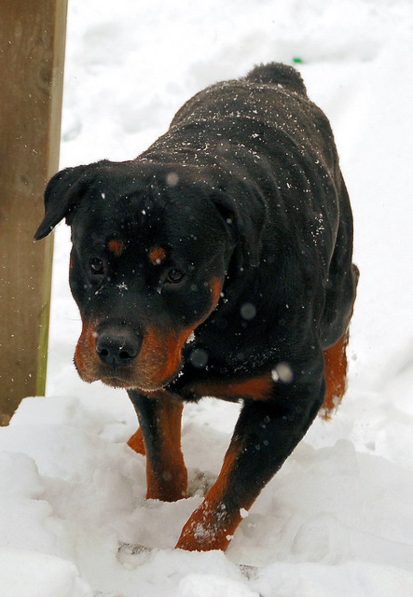 Five Best Shepherd Dog Breeds for Protection PetHelpful