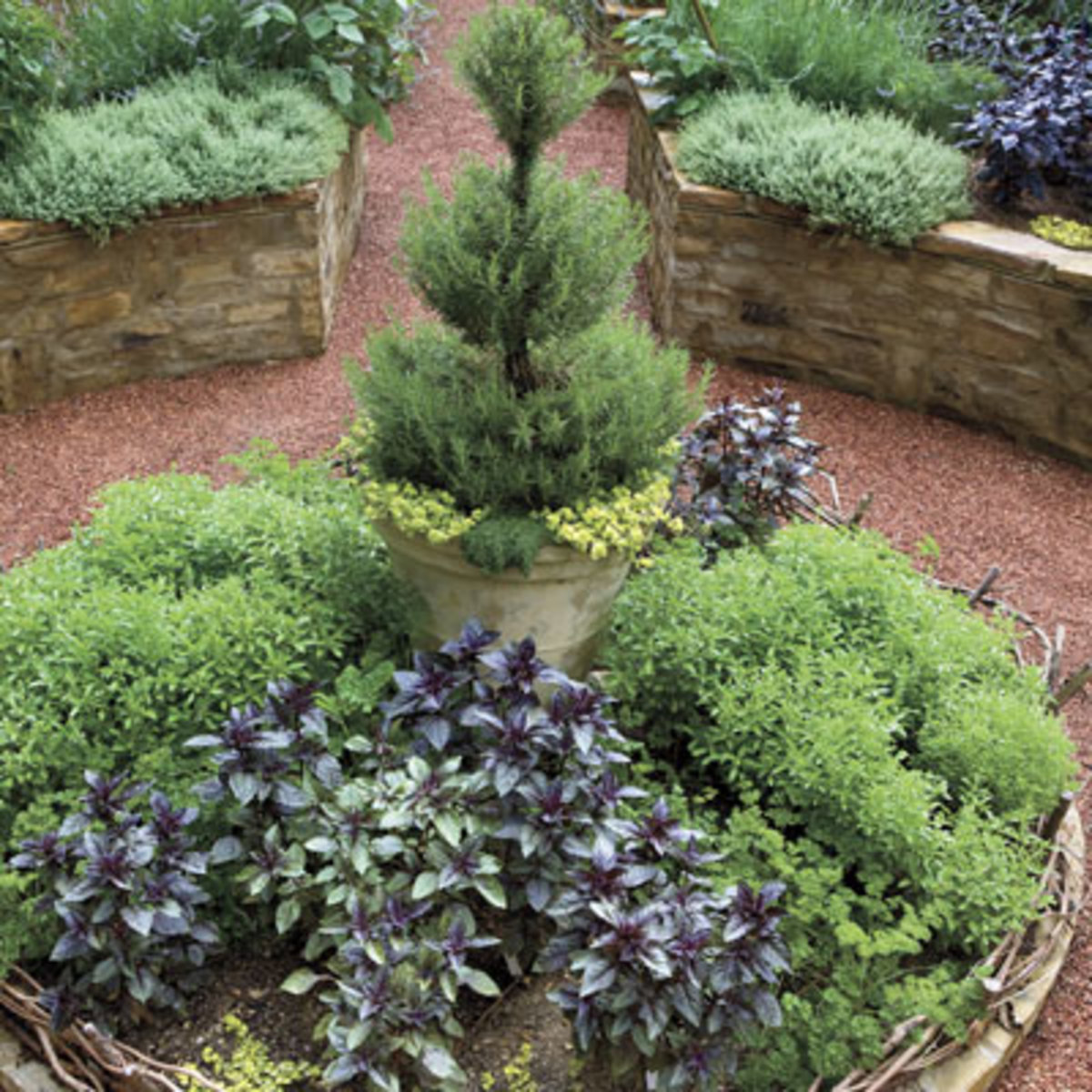 How To Create Your Own Rosemary Topiary hubpages
