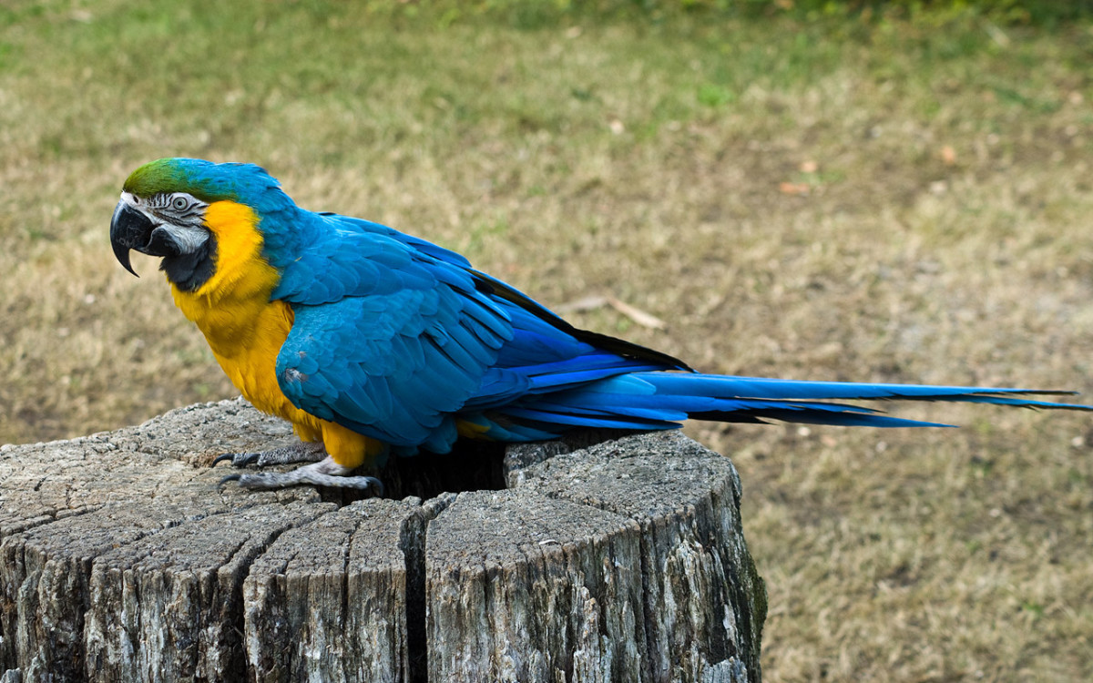 What Are Good Parrot Names? 100 Name Ideas for Macaws and More PetHelpful