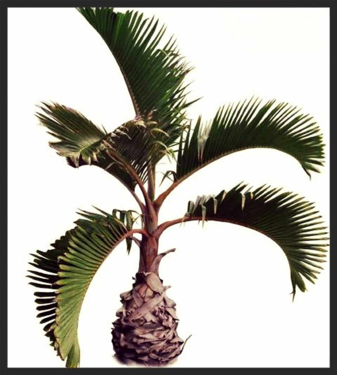 How to Identify Species of Palm Trees Owlcation
