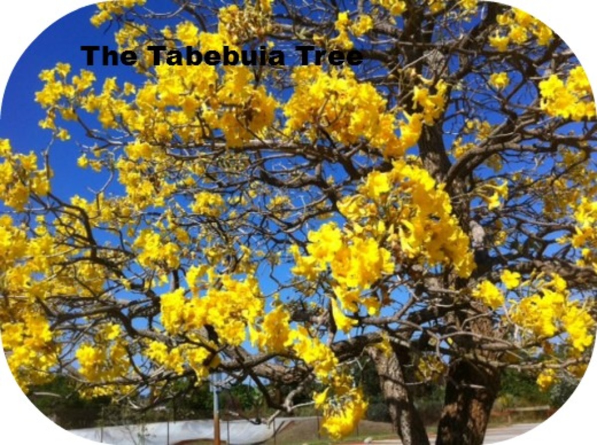 A Yellow Flowering Tree The Tabebuia Dr. Edwin A. Menninger, The Man