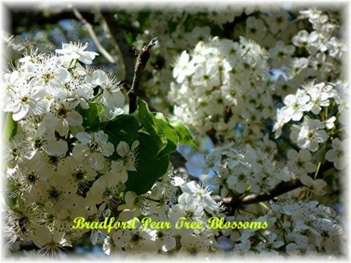 Information About Bradford Pear Trees (With Pictures) Dengarden