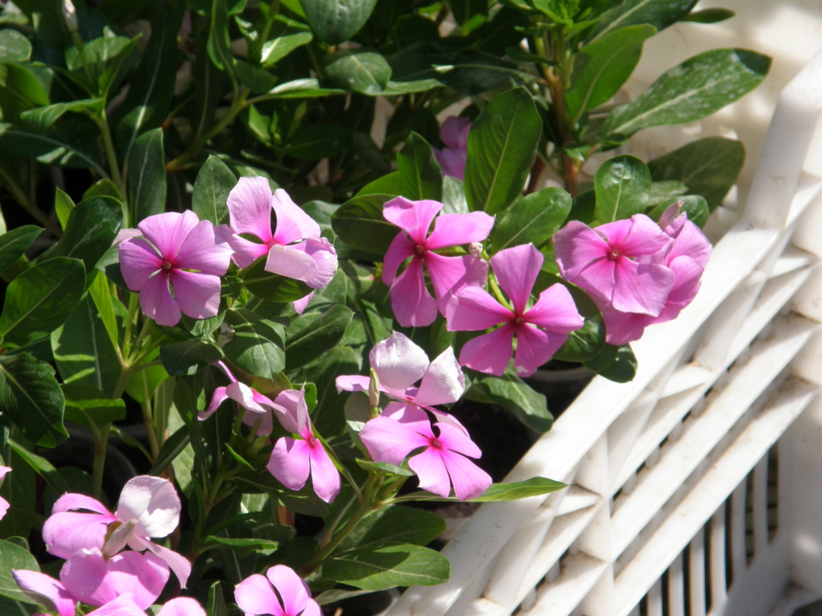 Health Benefits of Sadabahar, Periwinkle, or Vinca Rosea CalorieBee