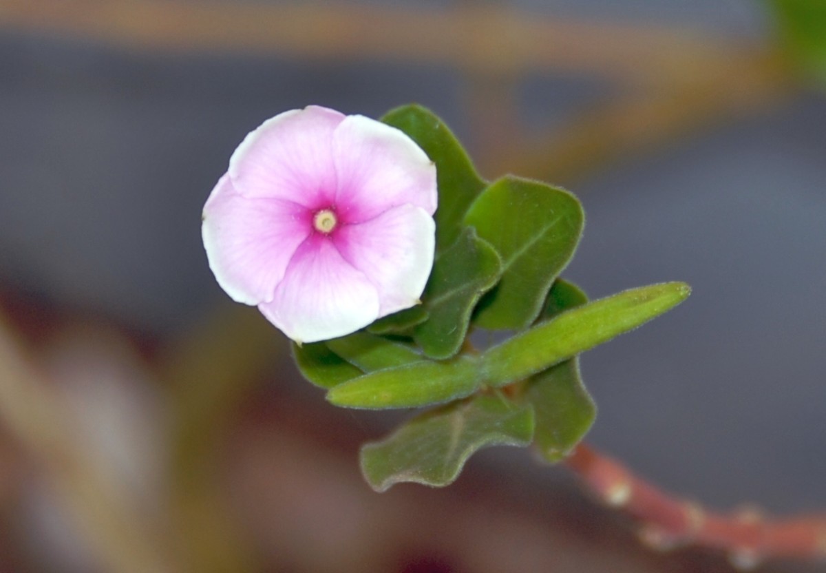 Health Benefits of Sadabahar, Periwinkle, or Vinca Rosea CalorieBee