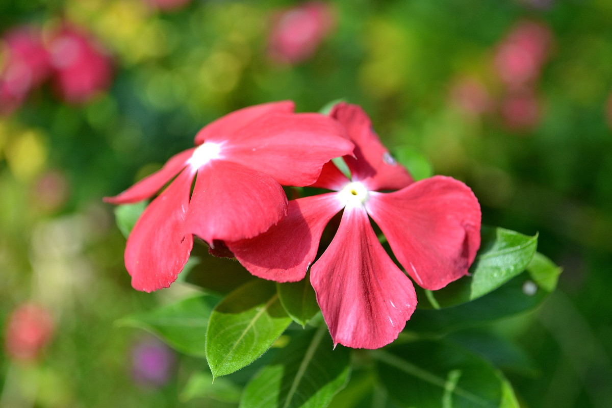 Health Benefits of Sadabahar, Periwinkle, or Vinca Rosea CalorieBee