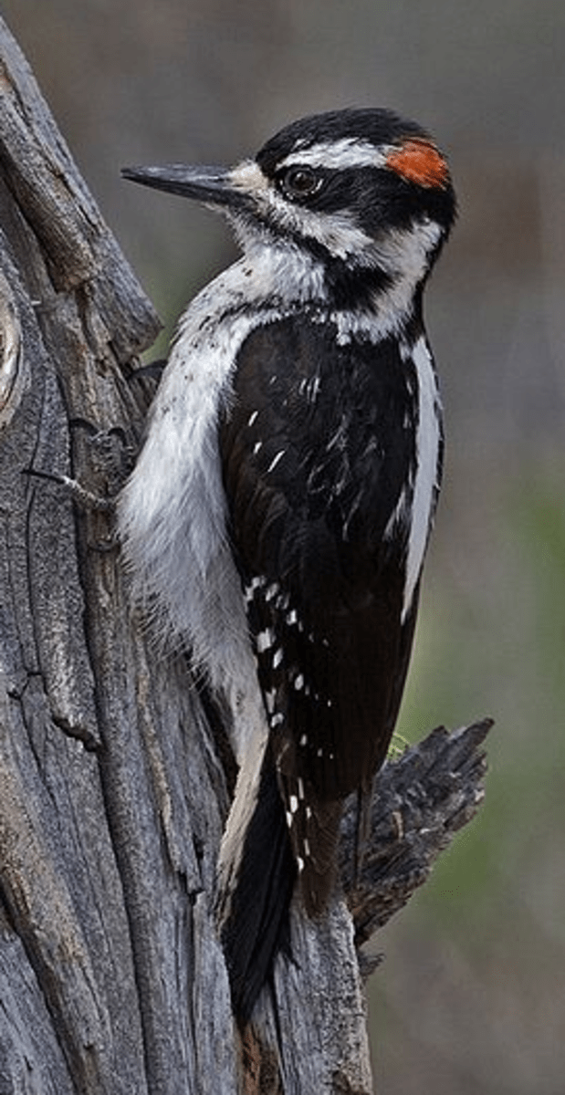 North Carolina Woodpeckers