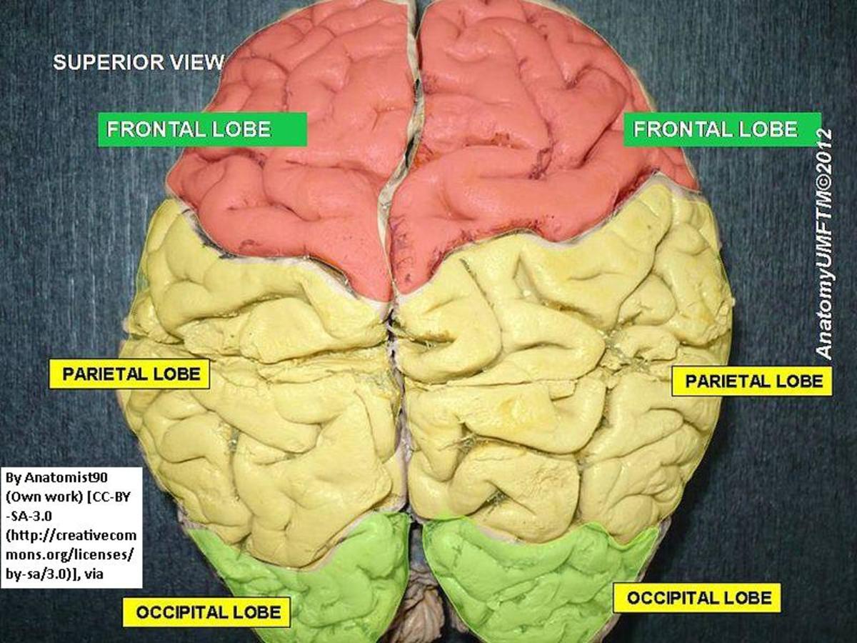 Which Side of Your Brain is Dominant Does It Have Any Significance