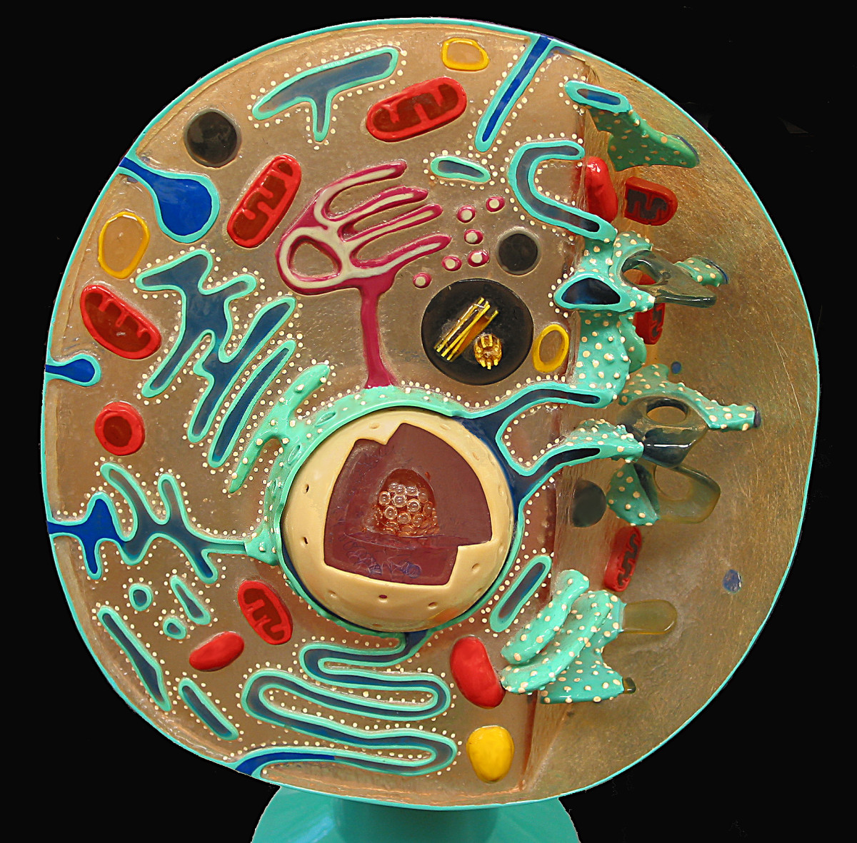 Eukaryotic Animal Cell Structure A Visual Guide HubPages
