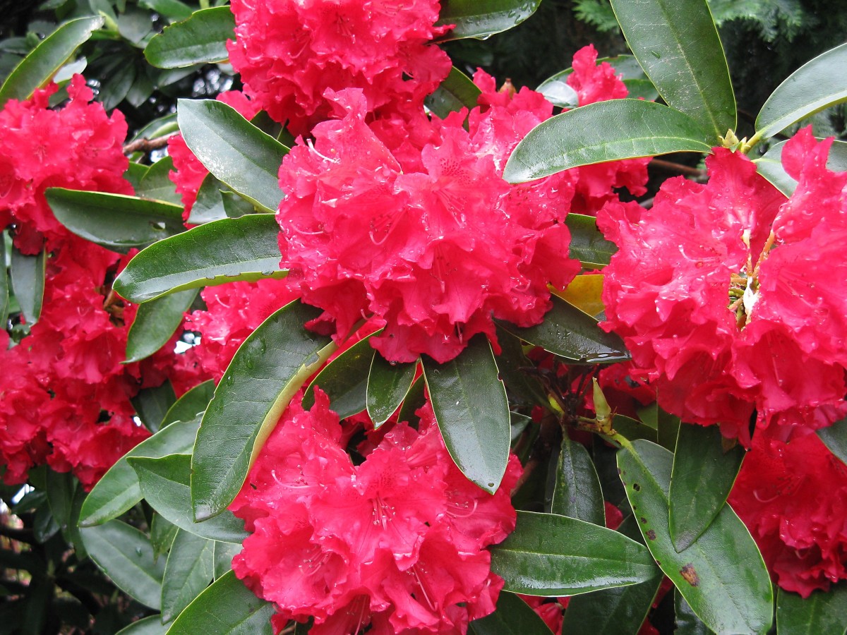 Rhododendron Photos, Facts, and Care Tips Dengarden
