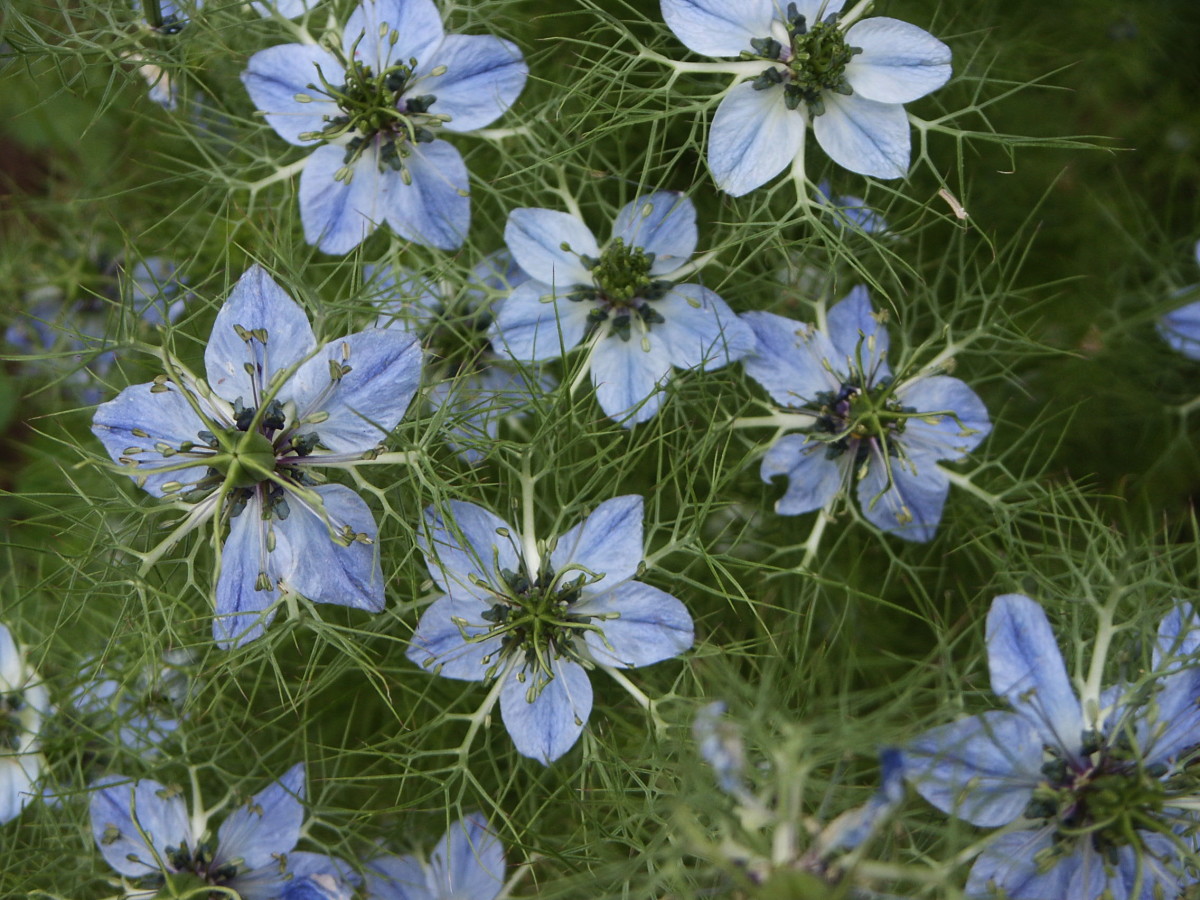 Kalonji, Black Seed or Nigella Sativa Seed and Its Health Benefits