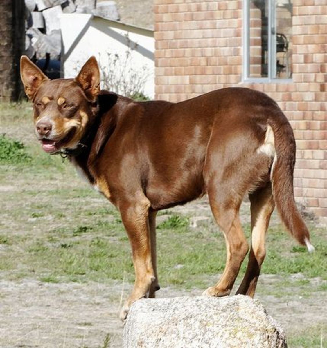 The Kelpie, Dingo, and Other Native Dog Breeds of Australia PetHelpful