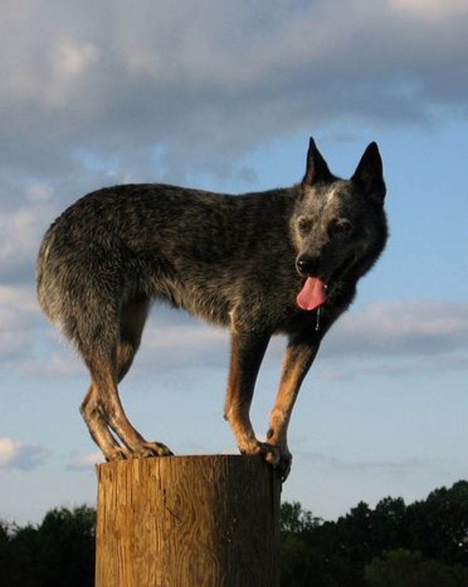 The Kelpie, Dingo, and Other Native Dog Breeds of