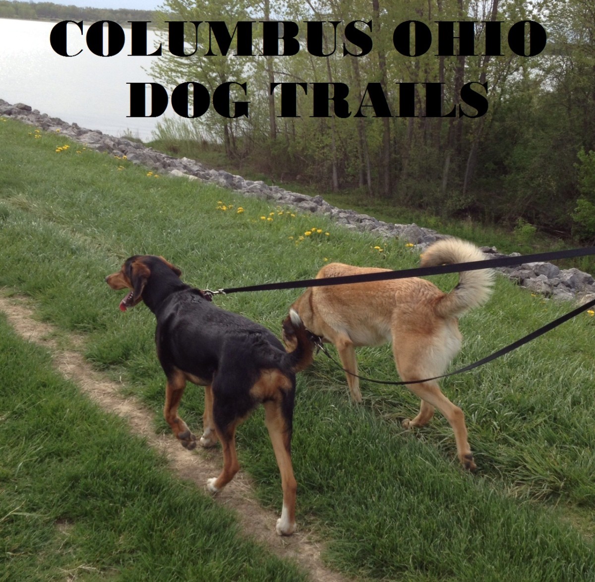 Five Great Places to Hike with your Dog Near Columbus Ohio PetHelpful