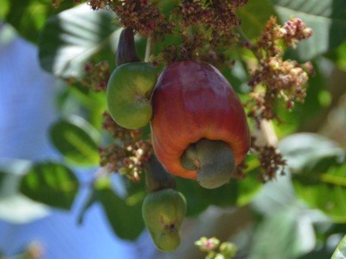 Nutritional Benefits of Costa Rican Cashew Fruit CalorieBee